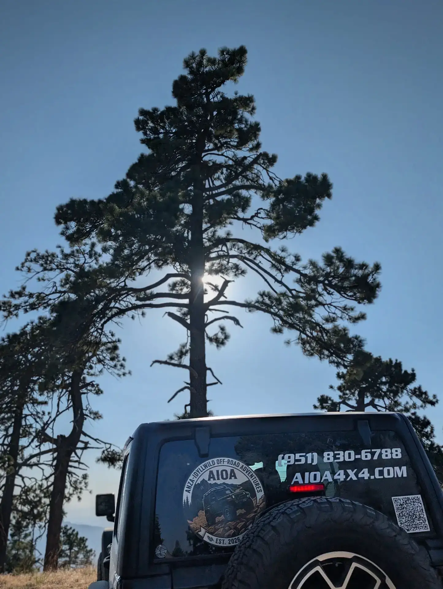 AIOA Jeep parked beneath a tall Jeffrey pine on the Thomas Mountain trail